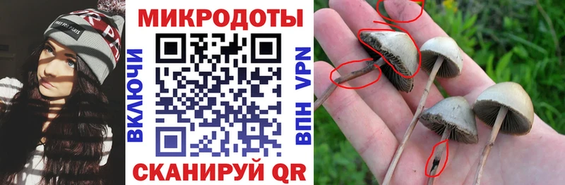 Псилоцибиновые грибы Psilocybe  Нахабино 